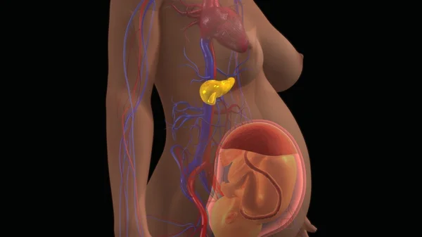 Mujer embarazada con feto —  Fotos de Stock