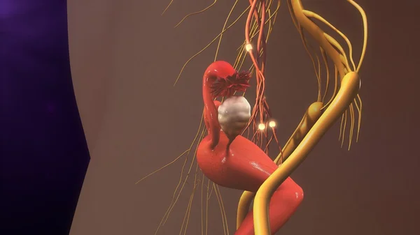 人类的神经纤维 — 图库照片