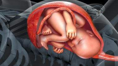 baby in human womb clipart