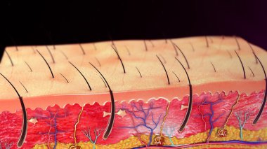 insan Deri anatomisi