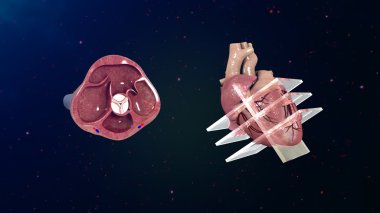 human heart echocardiogram clipart