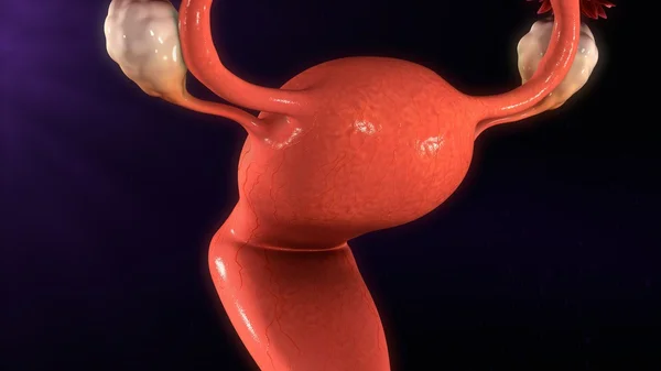 Жіночої репродуктивної системи . — стокове фото