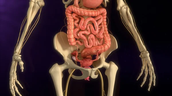 Baarmoeder endometriose ziekte — Stockfoto