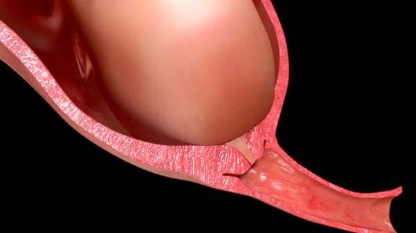Нормальные роды и вагинальные роды — стоковое фото