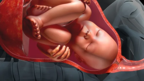 Baby in human womb — Stock Photo, Image