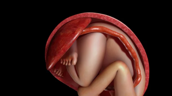 Travail normal et accouchement vaginal — Photo