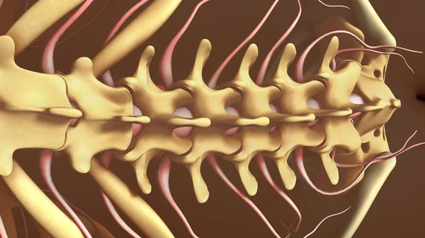 Spinal anestezi işçi için — Stok fotoğraf