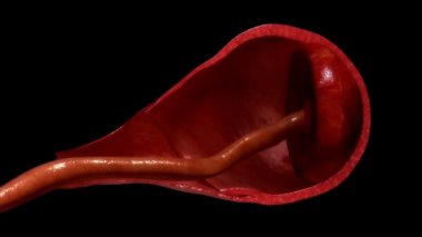 Plasenta vajinal doğumda kaldırma