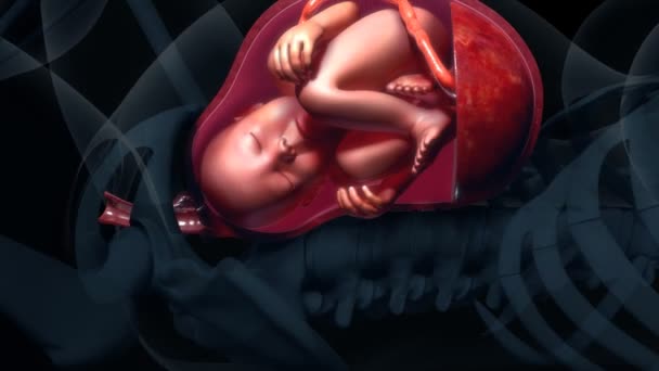 母親の胎内で赤ちゃん — ストック動画