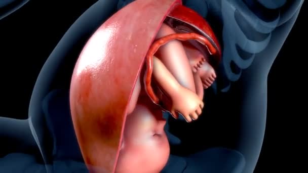 Baby in mothers womb — Stock Video