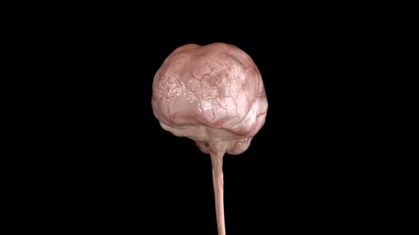 Anatomia Cerebral Humana — Vídeo de Stock