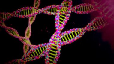 DNA molekül yapısı