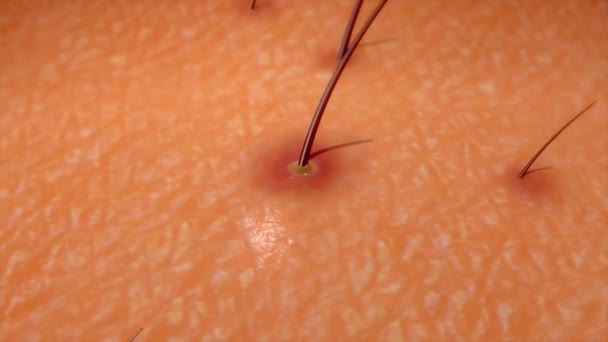 Skin and hair follicle — Stock Video