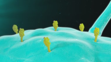 Antigen presenting cells clipart