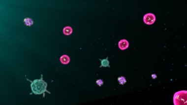 T hücreleri ve B hücreleri bağışıklık sisteminde