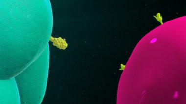 Makrofaj bağlama t hücre ile