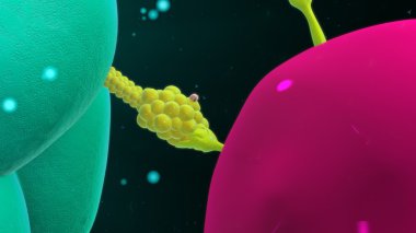 Makrofaj bağlama t hücre ile