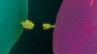 Makrofaj bağlama t hücre ile