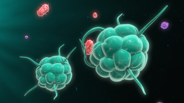 Макрофаги разрушают бактерии
