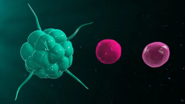 Κύτταρα Τ και Β κύτταρα στο ανοσοποιητικό σύστημα — Φωτογραφία Αρχείου