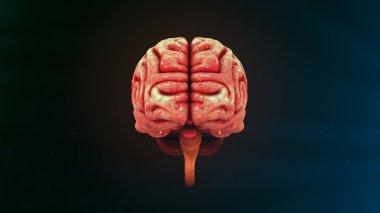 İnsan Beyni Anatomisi