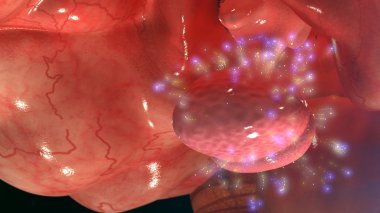 hipofiz bezi anatomisi