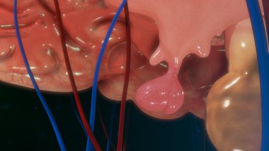 hipofiz bezi anatomisi