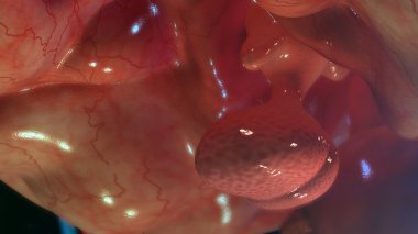hipofiz bezi anatomisi