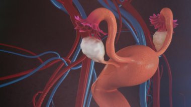 kadın uterus anatomisi