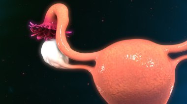 Female Uterus anatomy clipart