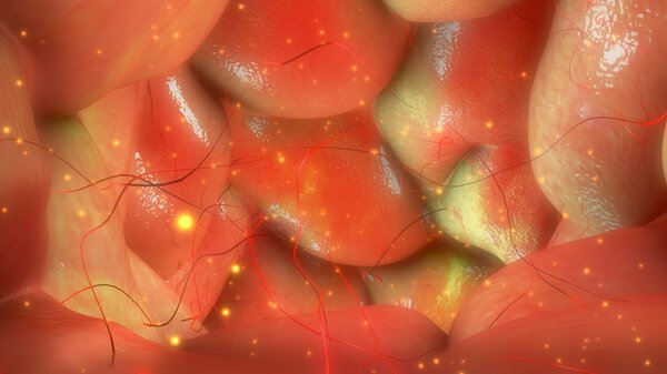 Иллюстрация яичников
