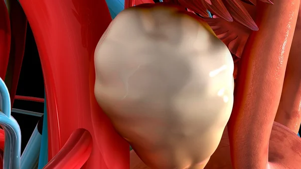 Anatomie van de vrouwelijke eierstok — Stockfoto