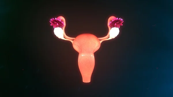 Uterus system Back — Stock Photo, Image