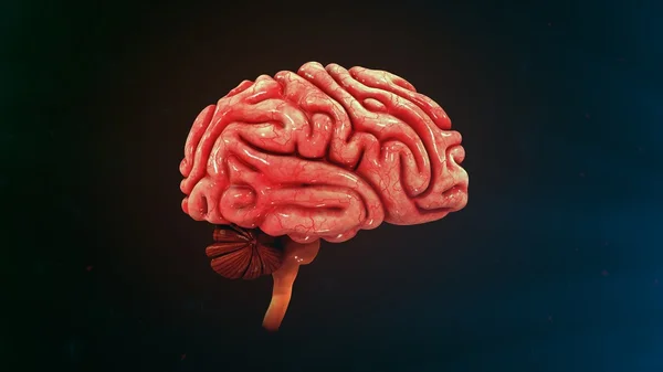 Mänsklig hjärnanatomi — Stockfoto