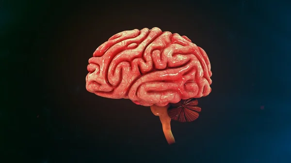 Anatomía del cerebro humano — Foto de Stock