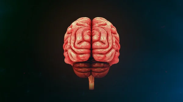 Human brain anatomy — Stock Photo, Image