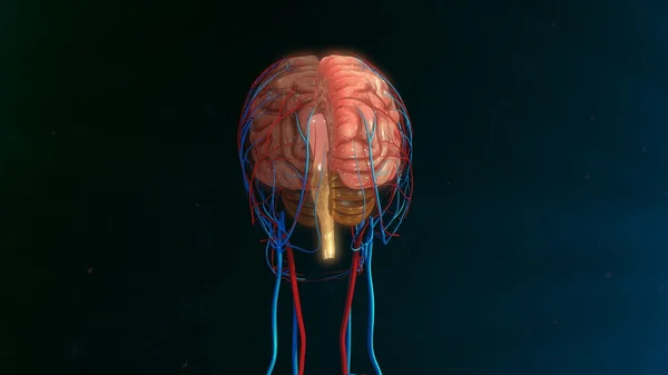 Anatomía del cerebro humano — Foto de Stock