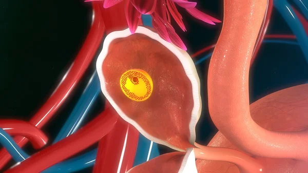 Fertilised egg in ovary — Stock Photo, Image