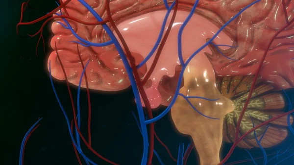 Anatomia przysadki — Zdjęcie stockowe