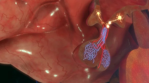 Brain hypothalamus releasing GnRH — Stock Photo, Image