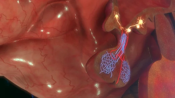 Brain hypothalamus releasing GnRH — Stock Photo, Image