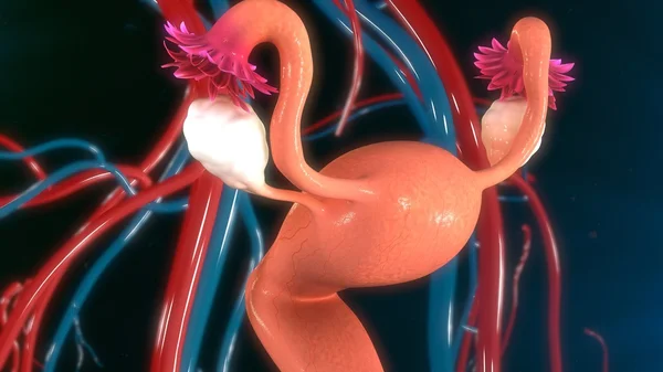 Female Uterus anatomy — Stock Photo, Image