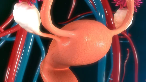 Female Uterus anatomy — Stock Photo, Image