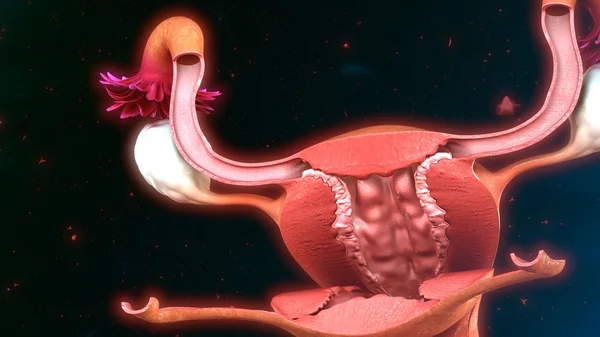 Kadın uterus anatomisi — Stok fotoğraf