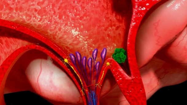 垂体腺解剖 — 图库视频影像