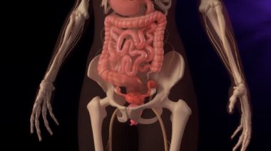 kadın organları endometrium dokusu