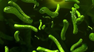 İnsan tüberküloz virüs