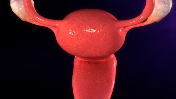 Órganos femeninos tejido endometrial — Vídeo de stock