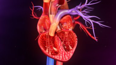 insan kalp anatomisi
