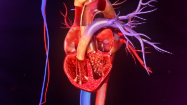 insan kalp anatomisi